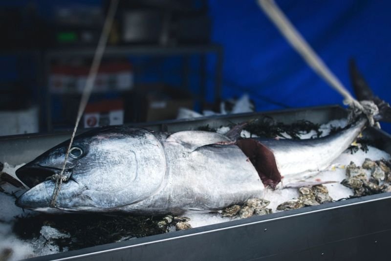 resources of Fresh Tuna exporters resources of Fresh Tuna exporters