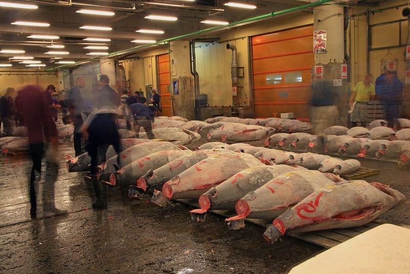 resources of Tuna Loin-Yellowfin Tuna (Thunnus Albacares) exporters