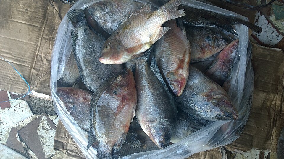resources of Carp bream 1,5+ kg exporters