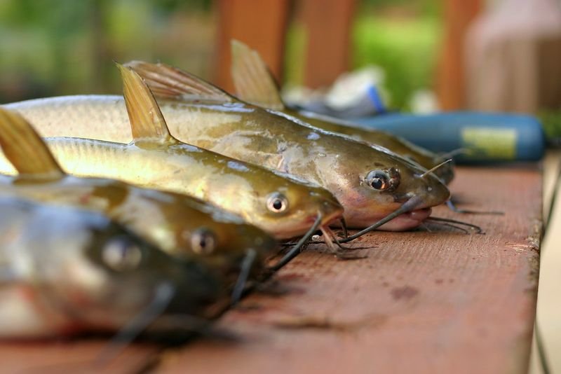 resources of Fish flies exporters