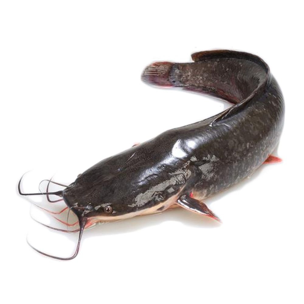 resources of Curly Tail Soft Lure exporters