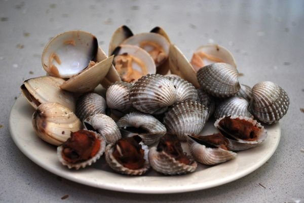 resources of Sea snails exporters resources of Sea snails exporters