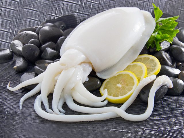 resources of Squid exporters