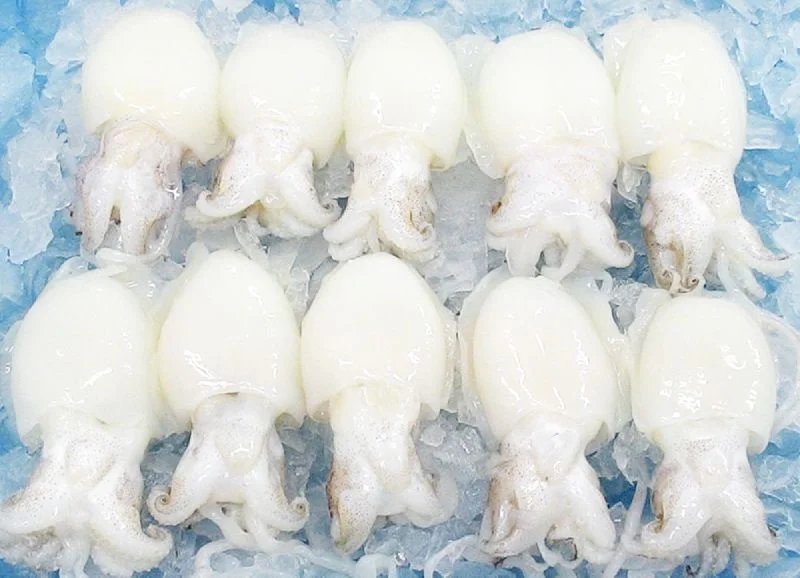 resources of Frozen Top Shell W/R exporters