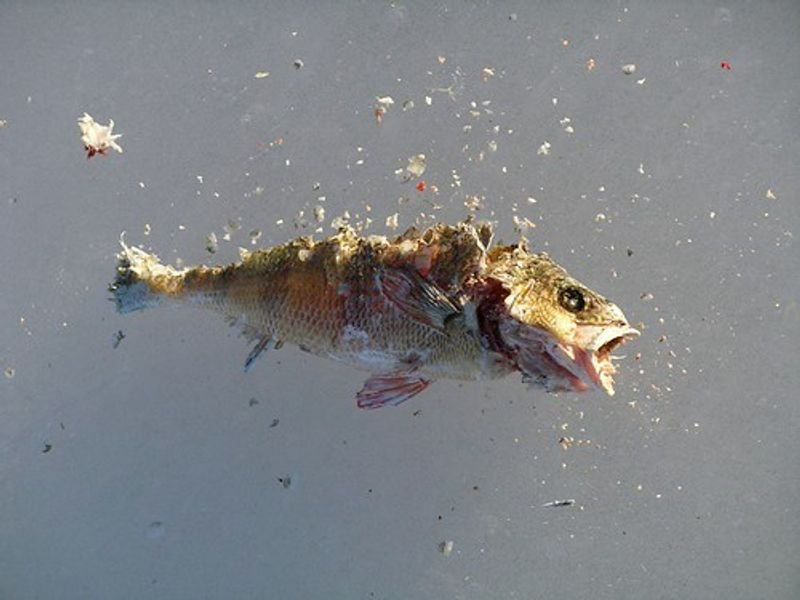 resources of Frozen Red Puti (River bard) Fish exporters