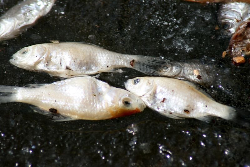 resources of Frozen horse mackerel fish exporters