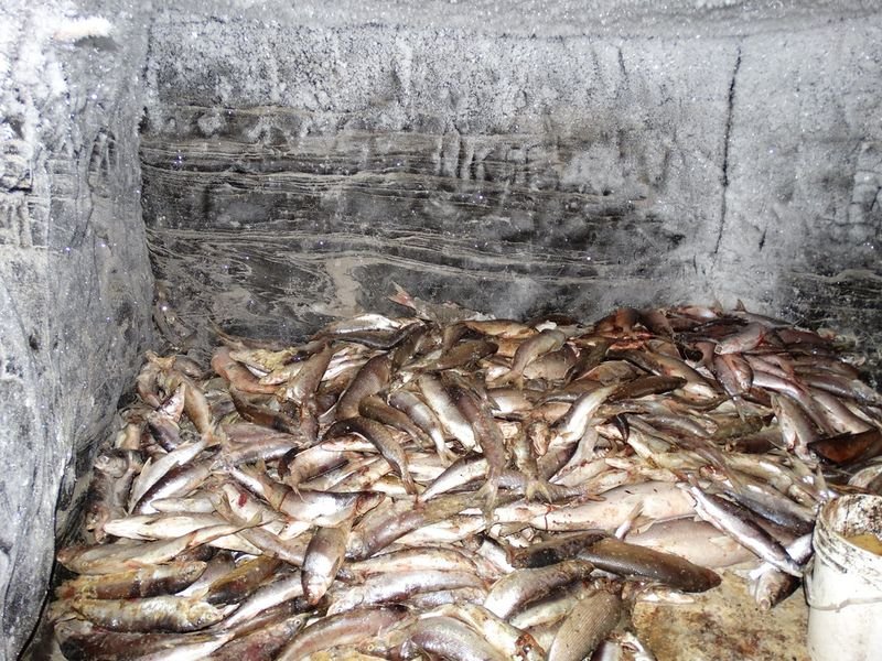 resources of Skipjack Fish Frozen exporters