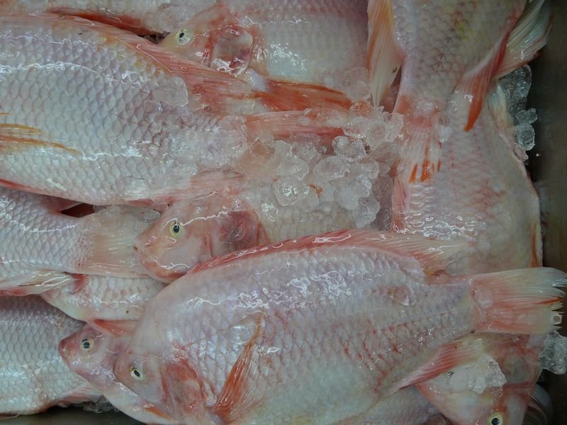 resources of Frozen Red Seabream exporters resources of Frozen Red Seabream exporters
