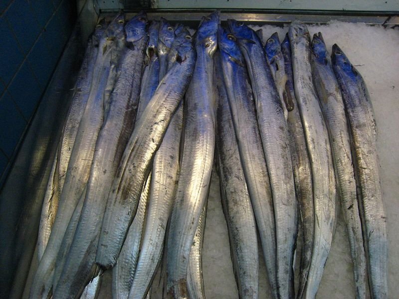 resources of FROZEN BONITO WHOLE ROUND exporters