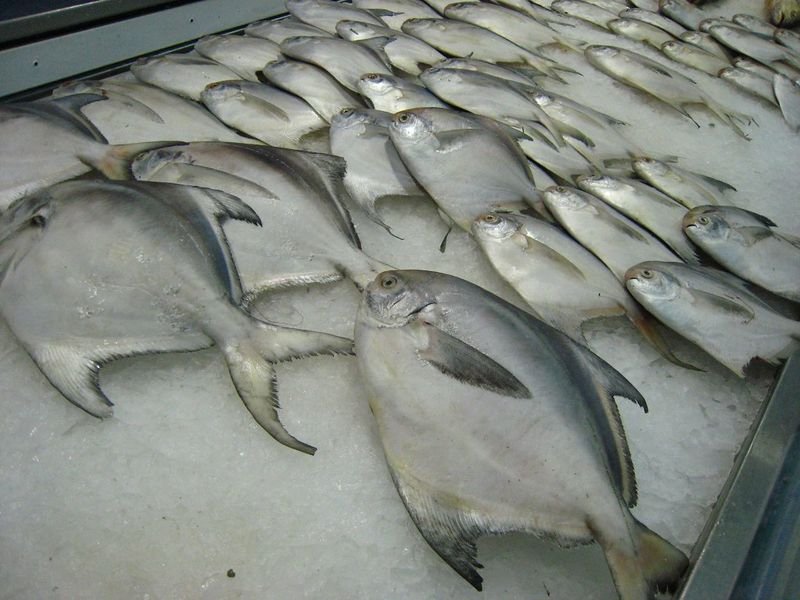 resources of Frozen Fish Food - Frozen Bloodworms exporters