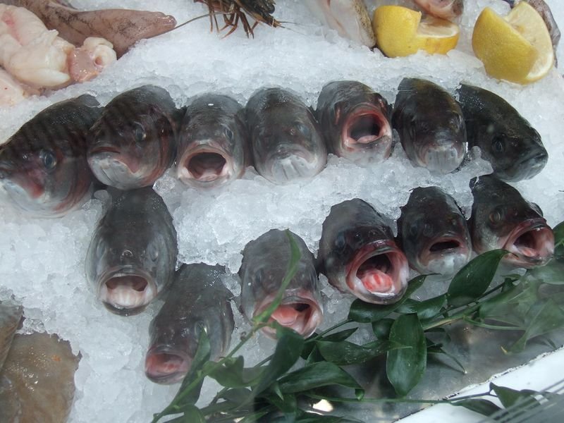 resources of Frozen fish exporters