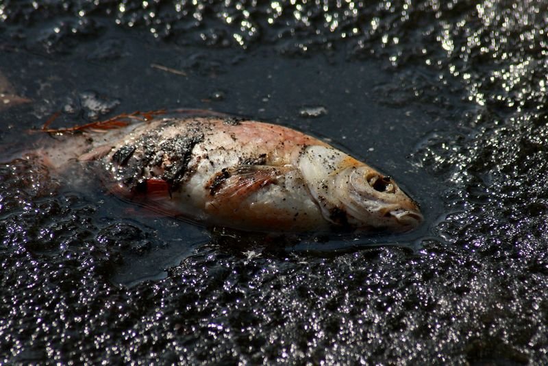 resources of Salmon Carcass exporters