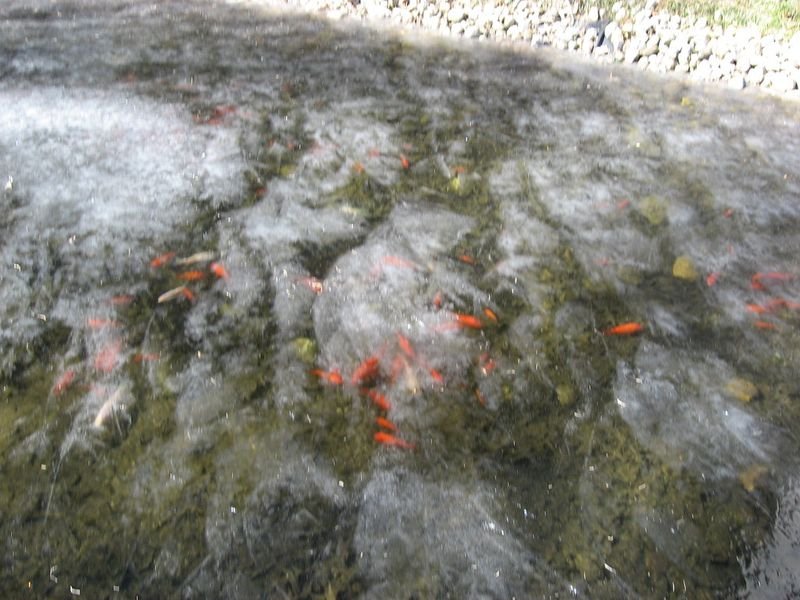 resources of Frozen fish exporters