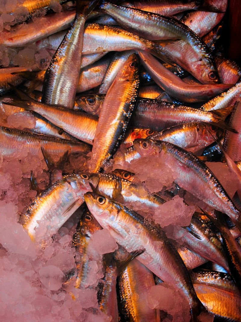 resources of Frozen Leather Jacket Fish HGT Fish exporters