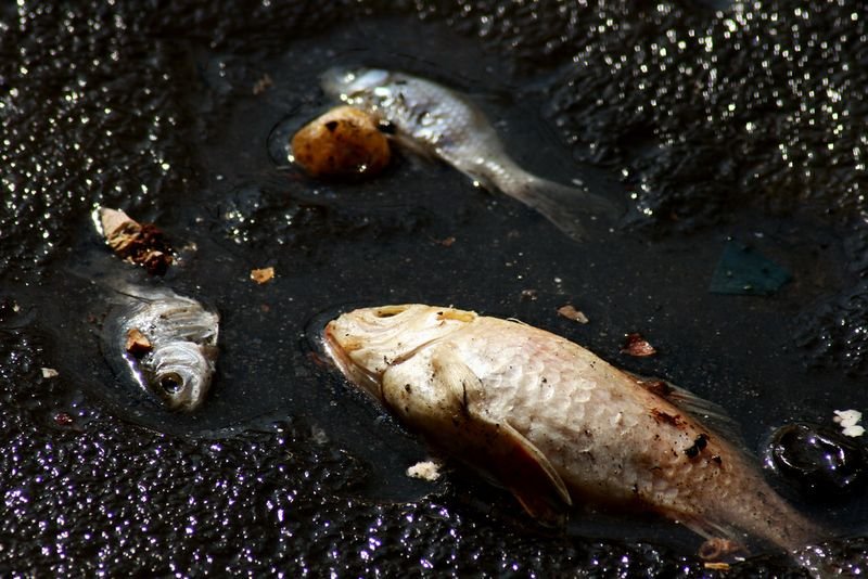 resources of Frozen Grilled Eel exporters