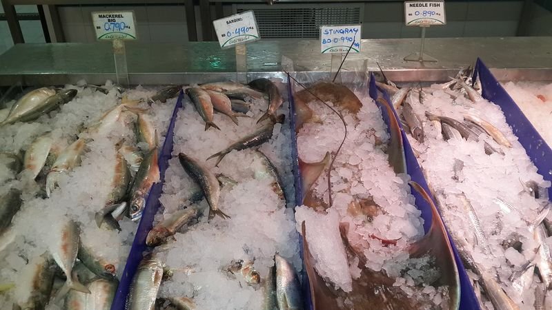 resources of Frozen Horse Mackerel (Trachurus Japonicus )20cm exporters