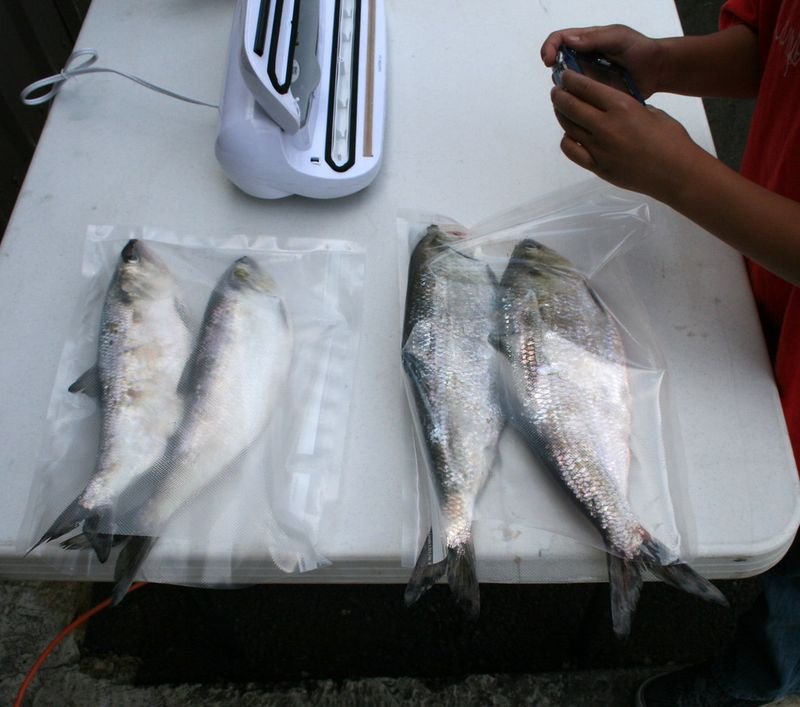 resources of Mackerel exporters