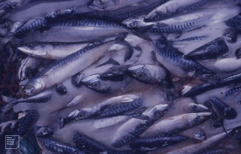 resources of Frozen Red Tail Horse Mackerel 30cm exporters