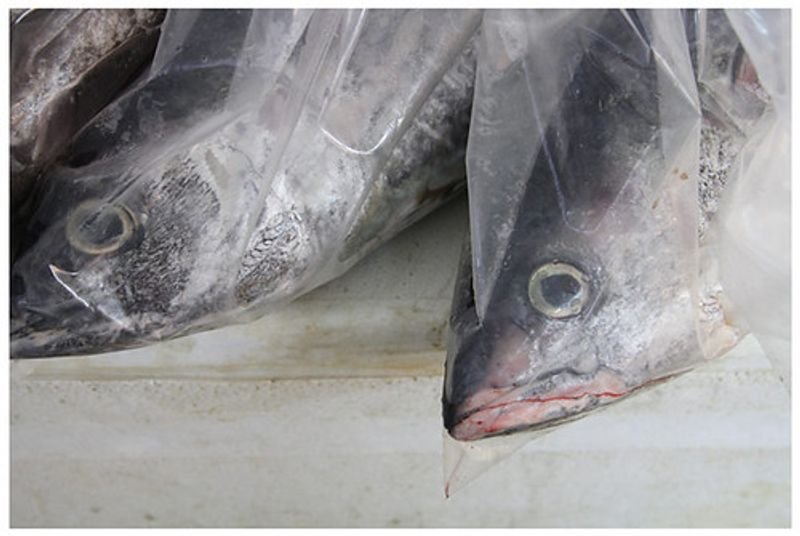resources of Frozen Mackerel exporters resources of Frozen Mackerel exporters