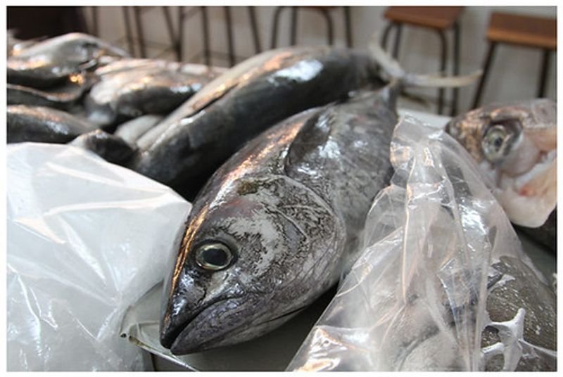 resources of Raw fresh horsehead fish whole round exporters