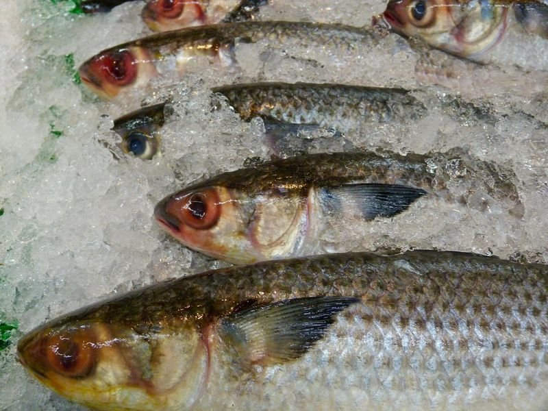 resources of Fish Maws exporters