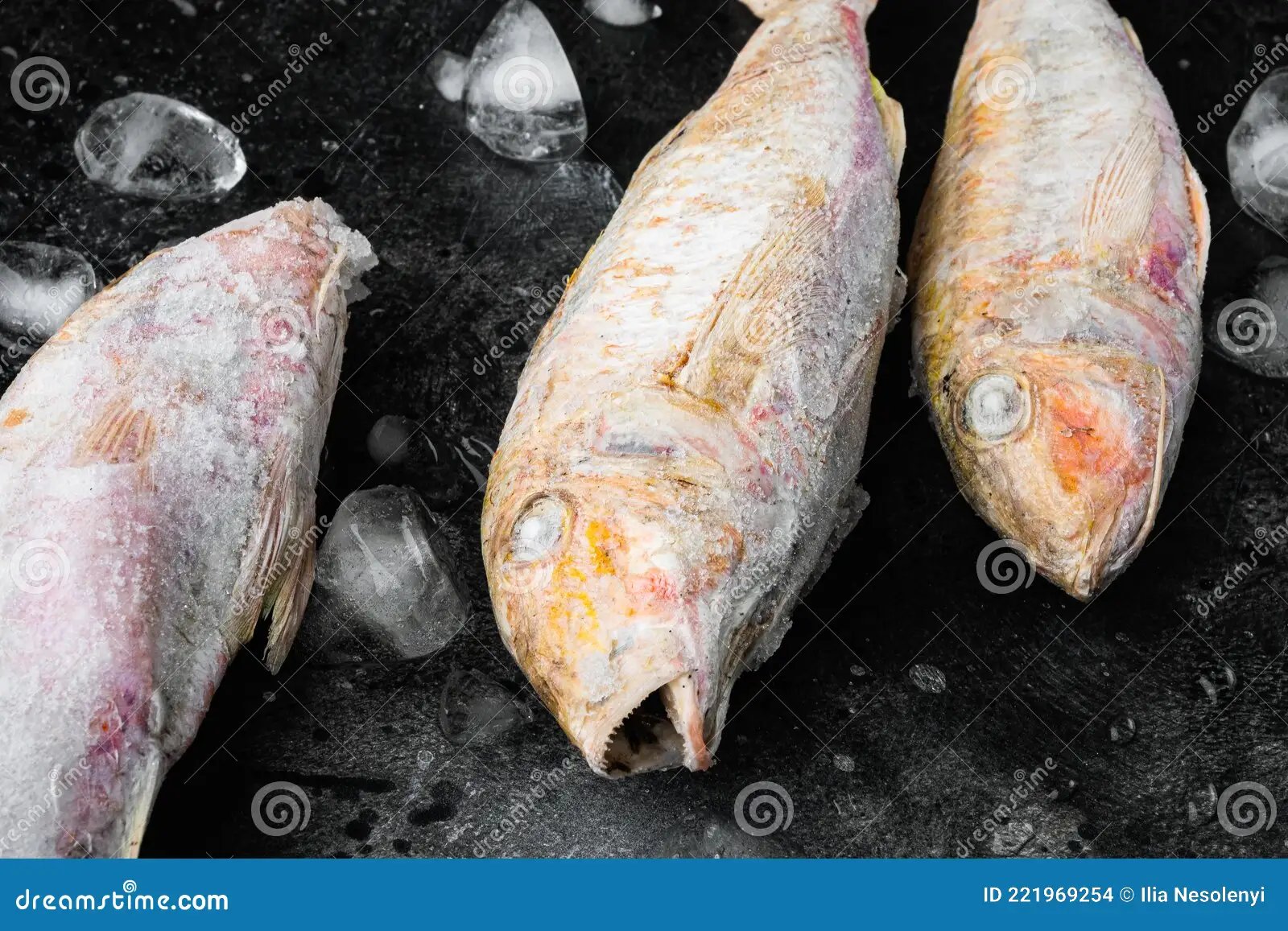 resources of Stock Fish exporters