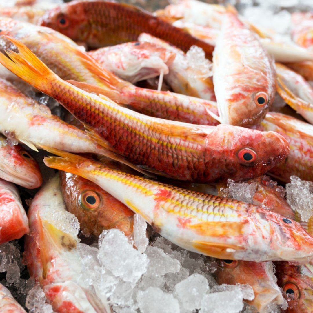 resources of Red Mullet And Red Snapper Fish exporters