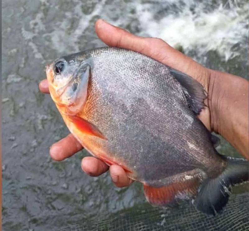 resources of Frozen Silver Pomfret / White Pomfret exporters
