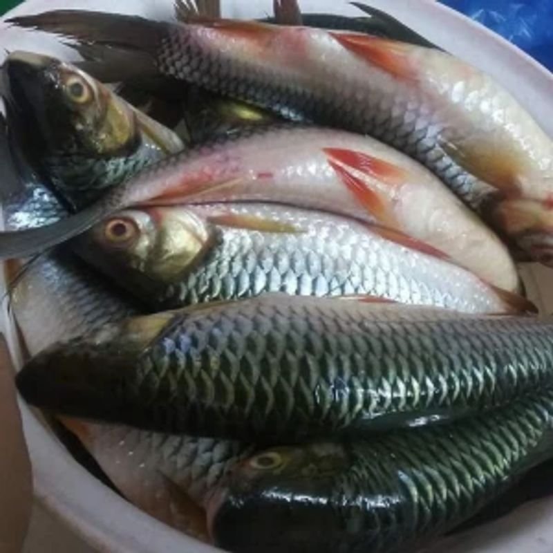 resources of Puti Clean Fish exporters