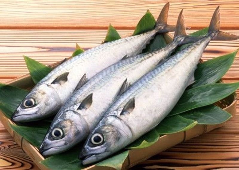 resources of Mackerel exporters