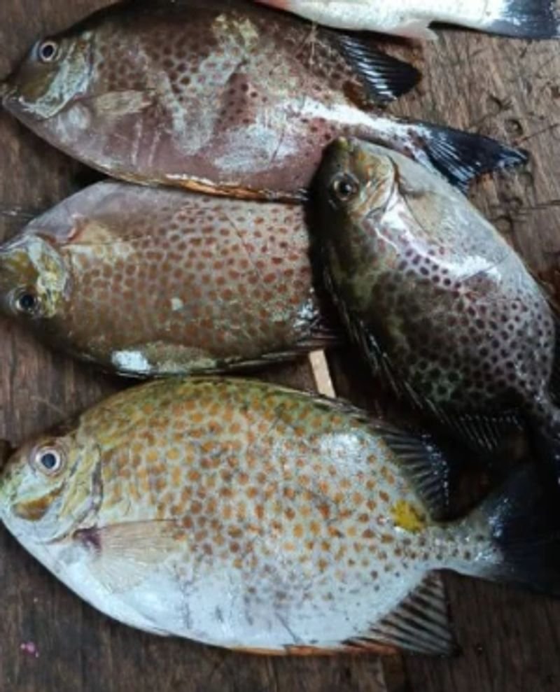 resources of Pearl Spot Fish exporters resources of Pearl Spot Fish exporters