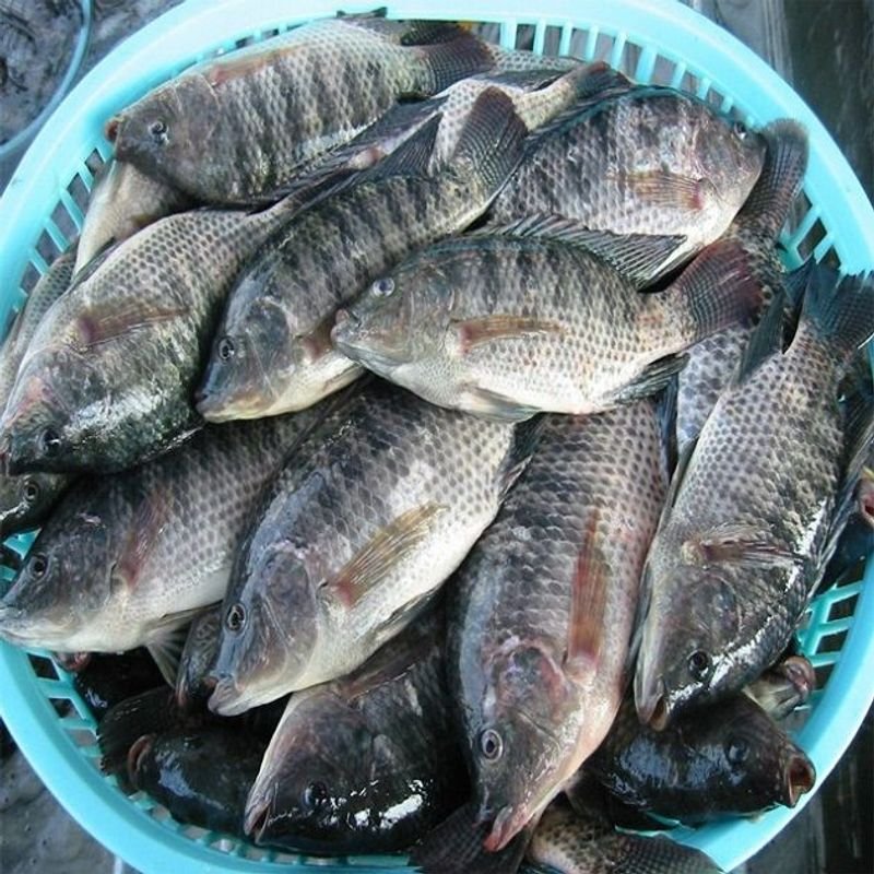 resources of Frozen Tilapia exporters