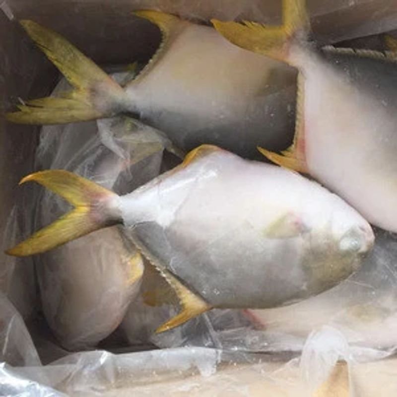 resources of Frozen yellowfin tuna exporters