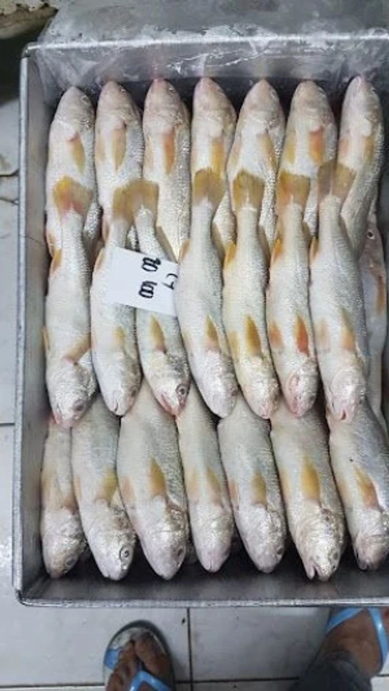 resources of Top Grade Frozen Leather Jacket Fish Whole Sale exporters
