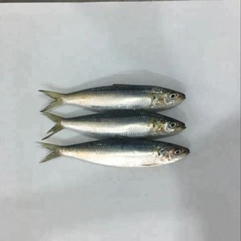 resources of Iqf sardine exporters