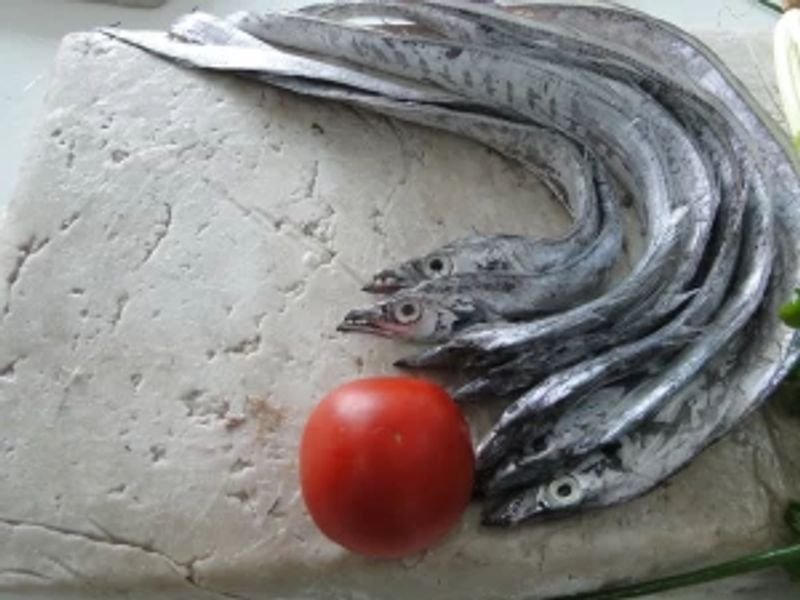 resources of White Silver Pomfret Fish exporters