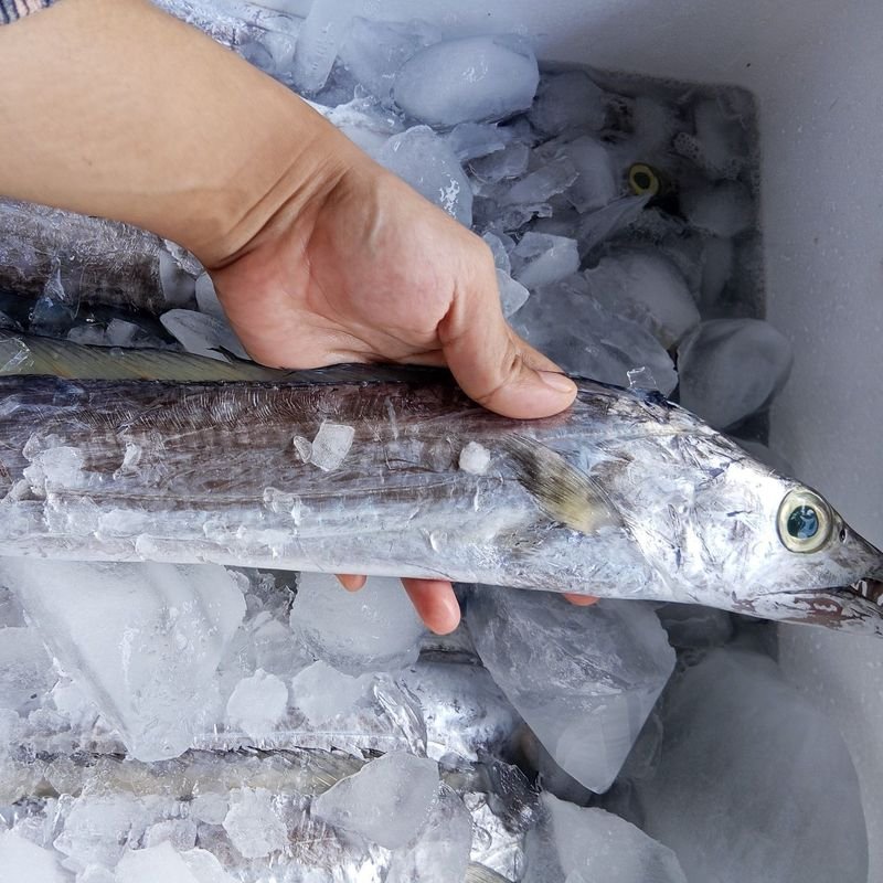 resources of Frozen Pacific Mackerel exporters