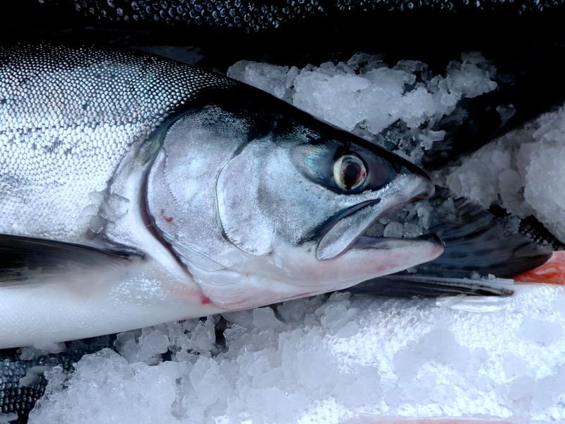 resources of Frozen seafood exporters