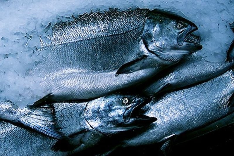 resources of Fresh Salmon Fish exporters resources of Fresh Salmon Fish exporters