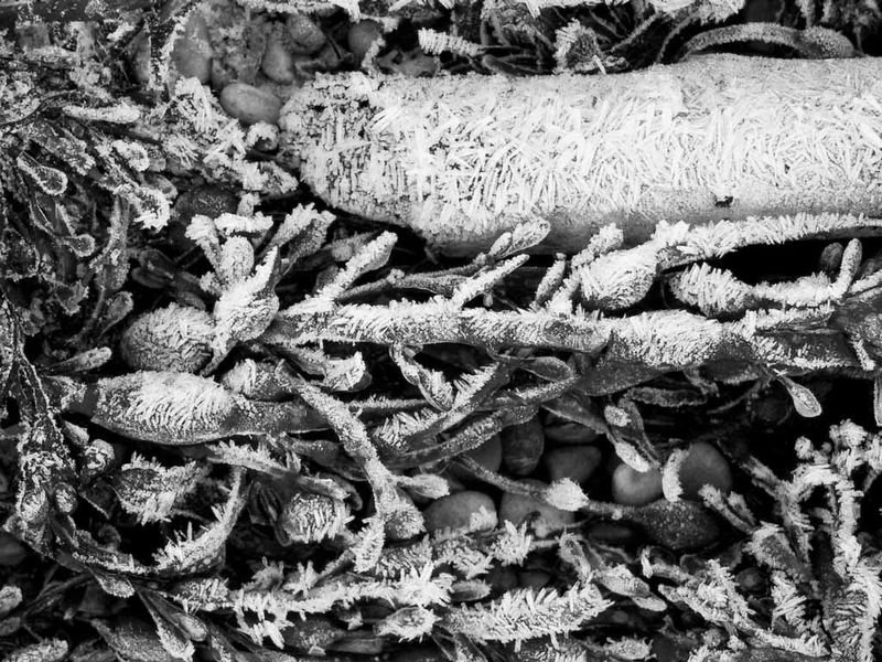 resources of Zedoary Roots exporters