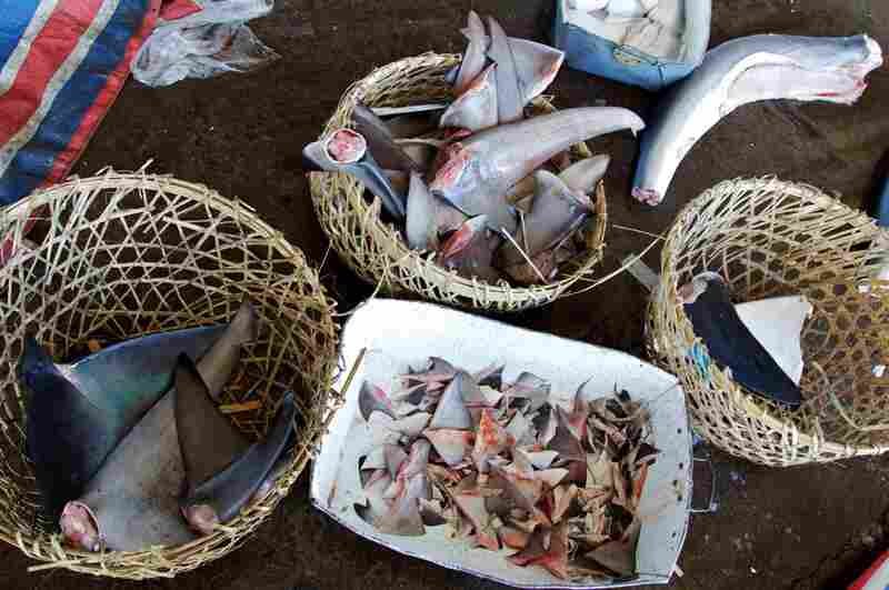 resources of All seasonal sea fishes and dry fish and crabs exporters