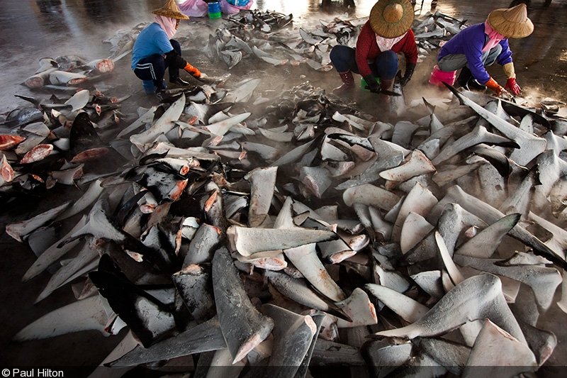 resources of Shark fins exporters