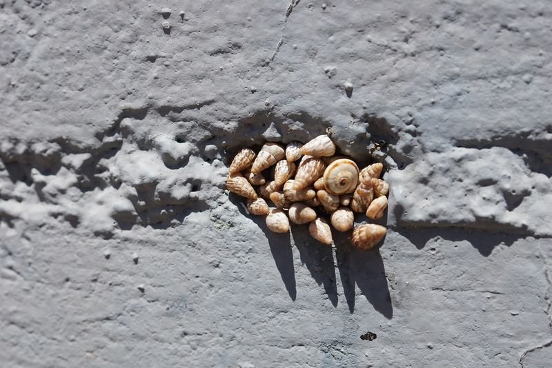 resources of Frozen snails exporters resources of Frozen snails exporters