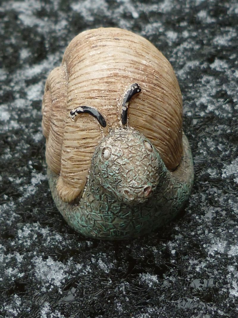 resources of Snails-helix aspersa maxima exporters resources of Snails-helix aspersa maxima exporters