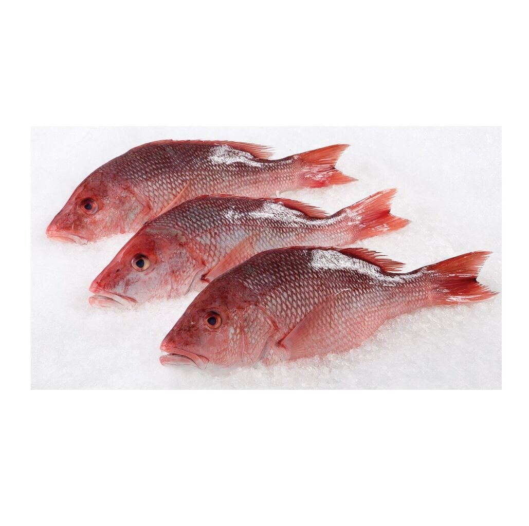 resources of Red Tilapia exporters