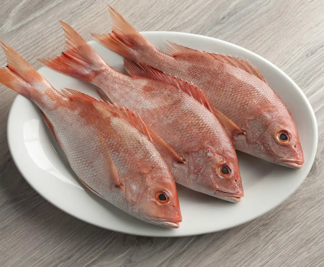 resources of Red Snapper Fish exporters