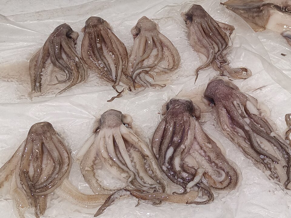 resources of Frozen Squid exporters