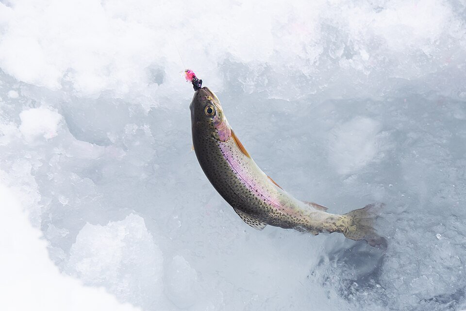 resources of Rainbow Trout exporters
