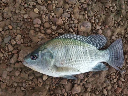 resources of Nile perch exporters resources of Nile perch exporters