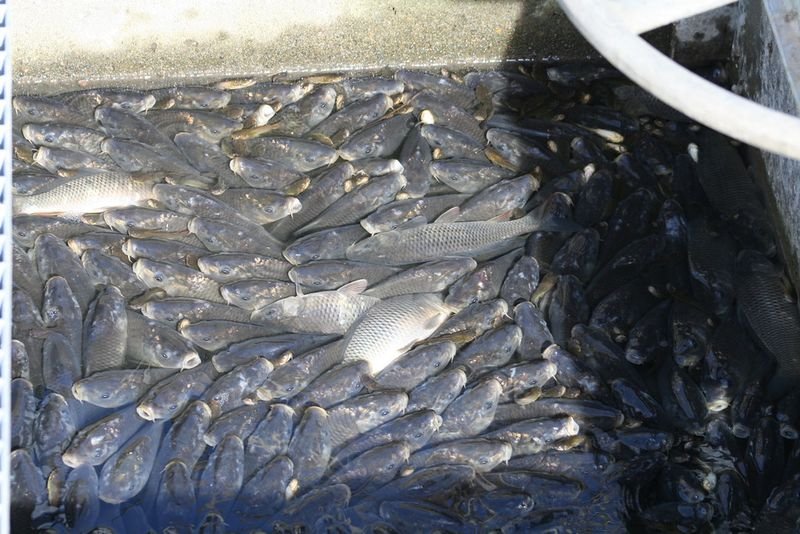 resources of Silver Smelt exporters
